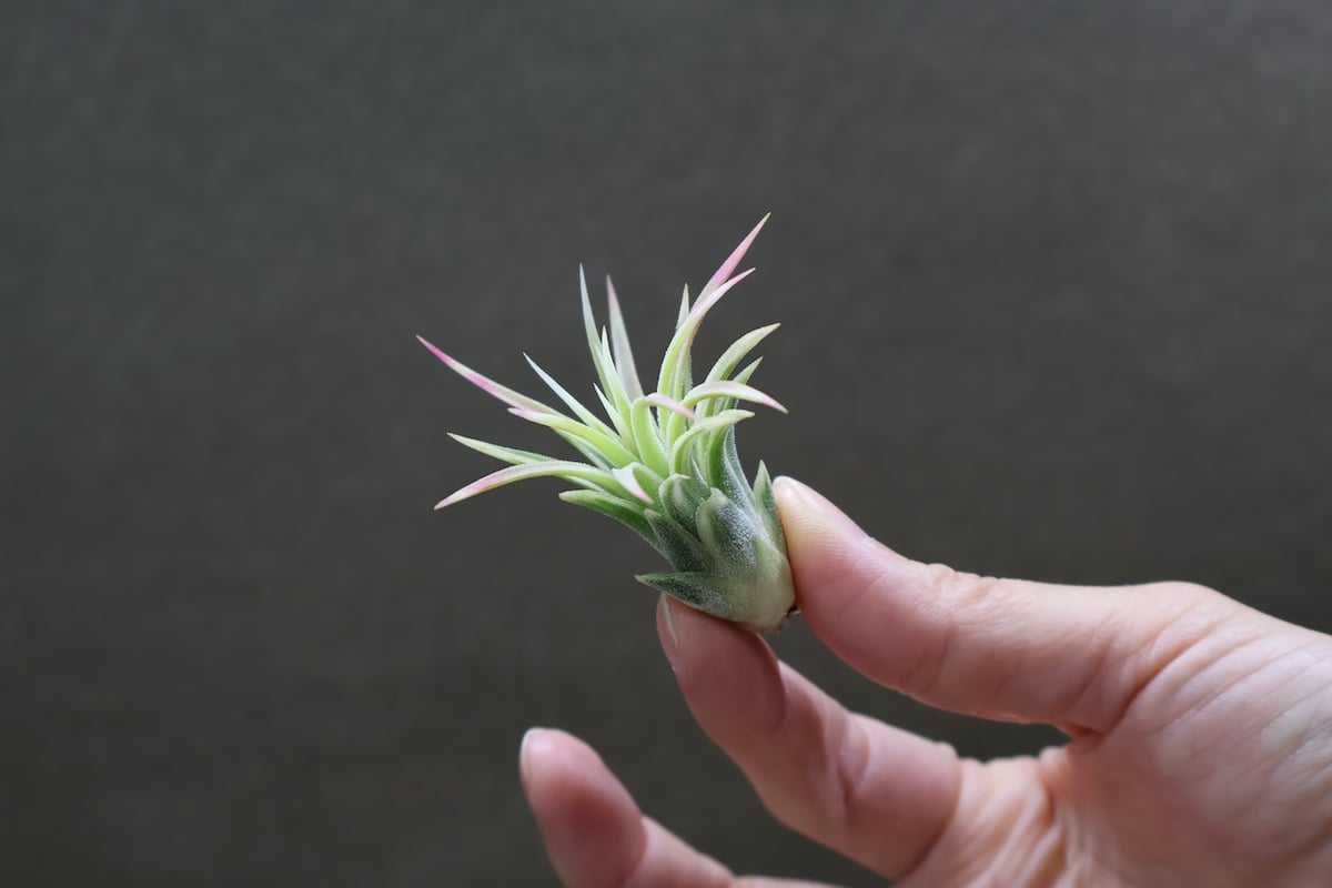 イオナンタ アルボマージナータ 47号 | air-plants TENGU-DO