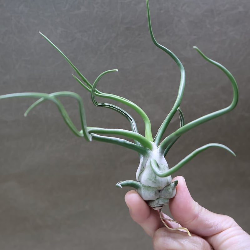 ブルボーサ ジャイアント70号 | air-plants TENGU-DO