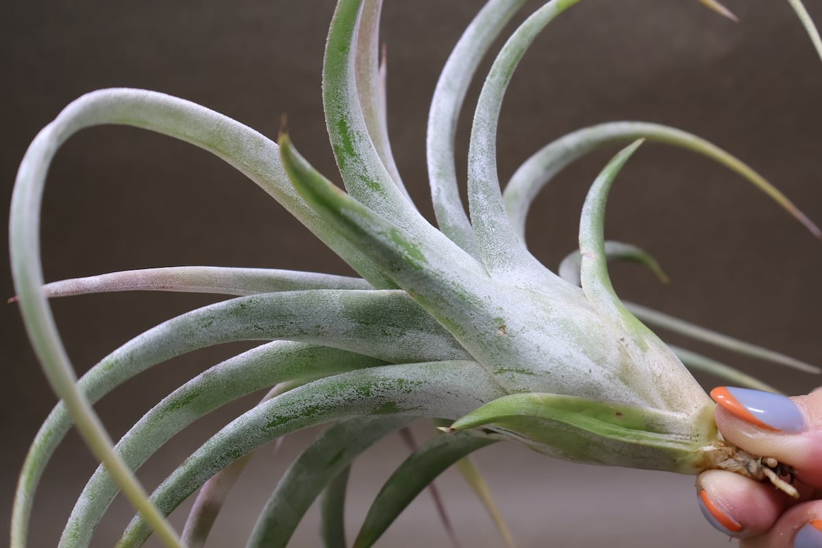 キセログラフィカ × イオナンタバンハイニンギー 06号 | air-plants