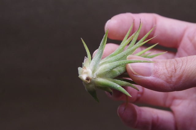 イオナンタ アルビノ Sサイズ10号 | air-plants TENGU-DO