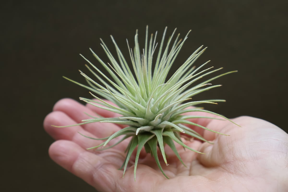 菫〉Tillandsia 'カミヤズプライド' (フックシー x フンキアナ)