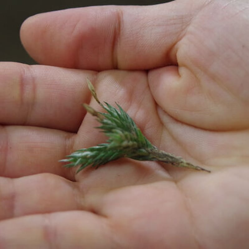 ペディセラータ 08号 | air-plants TENGU-DO