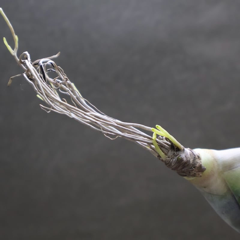 フレクスオーサ ツイスティッドフォーム 32号 | air-plants TENGU-DO