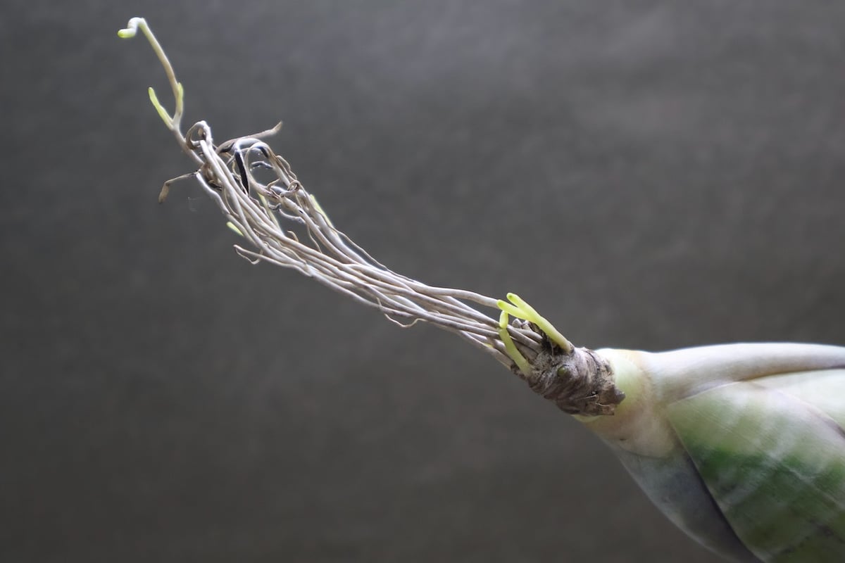 フレクスオーサ ツイスティッドフォーム 32号 | air-plants TENGU-DO