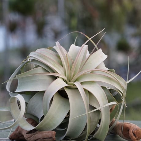 エアープランツ　ペイラノイ エアープランツペイラノイ