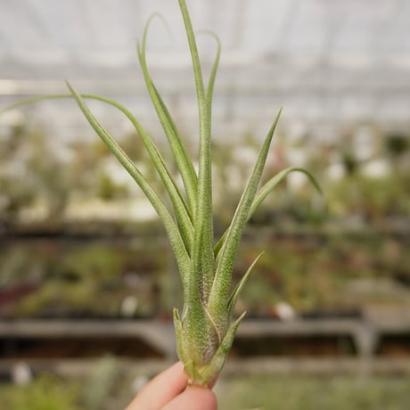 【健太郎】ティランジア2点セット CATEGORY エアープランツ（ティランジア） | air-plants TENGU-DO