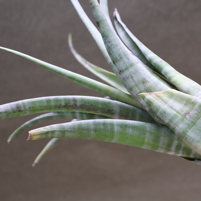 チランジア フレクスオーサ × クカエンシス チランジア・フレクスオーサ・グランドケイマン Tillandsia