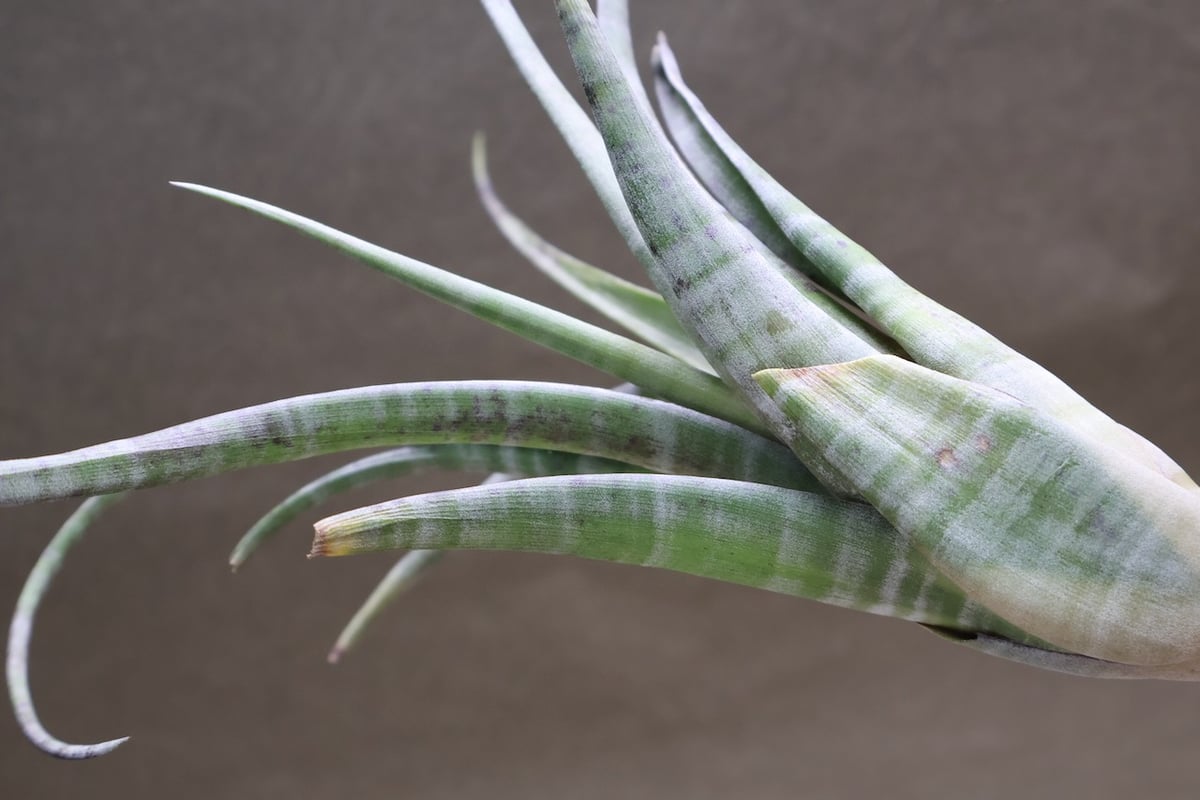 チランジア フレクスオーサ × クカエンシス チランジア フレクスオーサ × クカエンシス