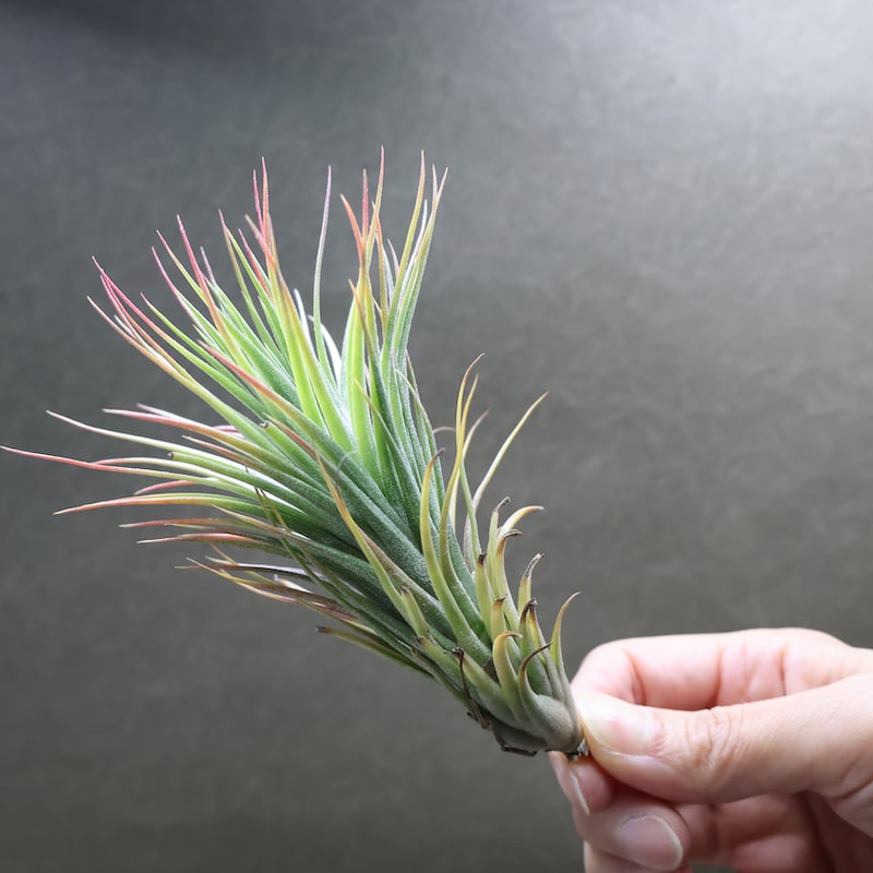 ポール ティー （ フンキアナ x イオナンタ ）22号 | air-plants TENGU-DO