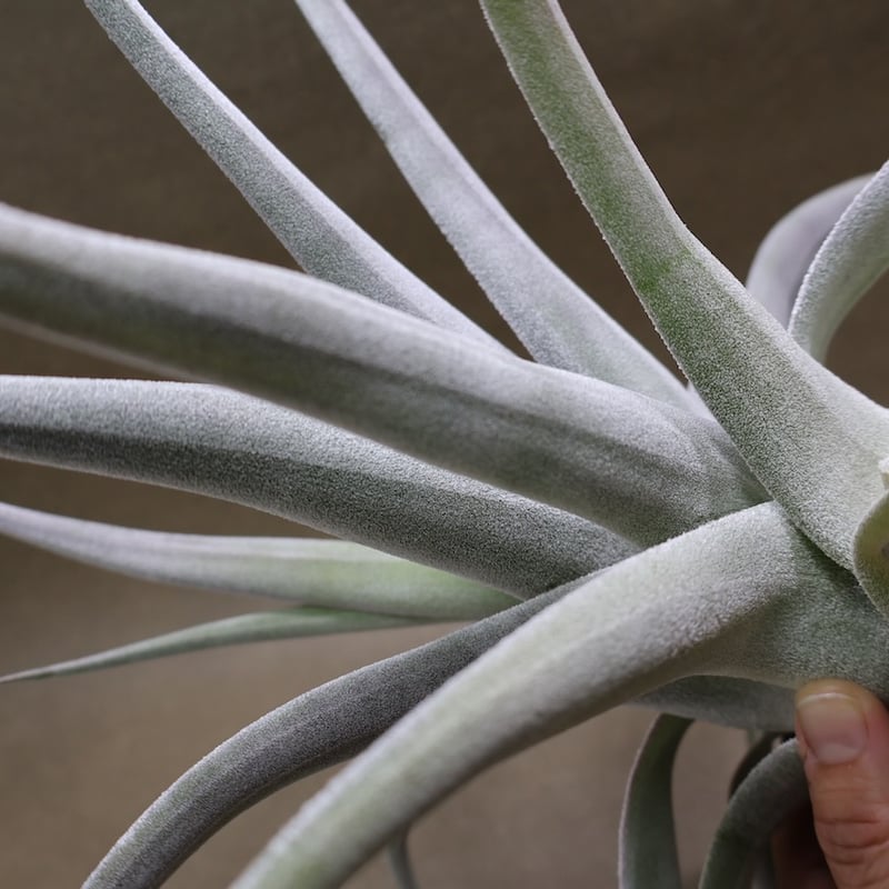 ベアコレアーレ（ストレプトフィラ x チアペンシス）05号 | air-plants