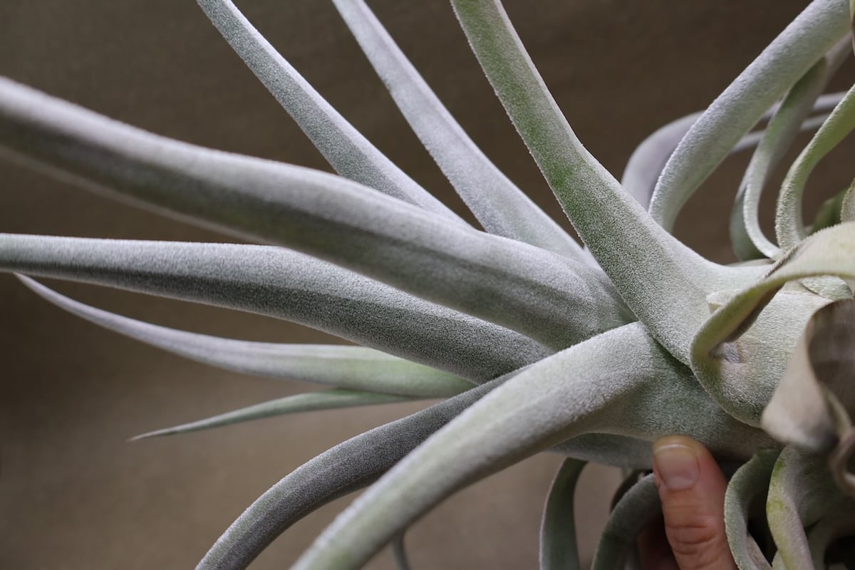 ベアコレアーレ（ストレプトフィラ x チアペンシス）05号 | air-plants