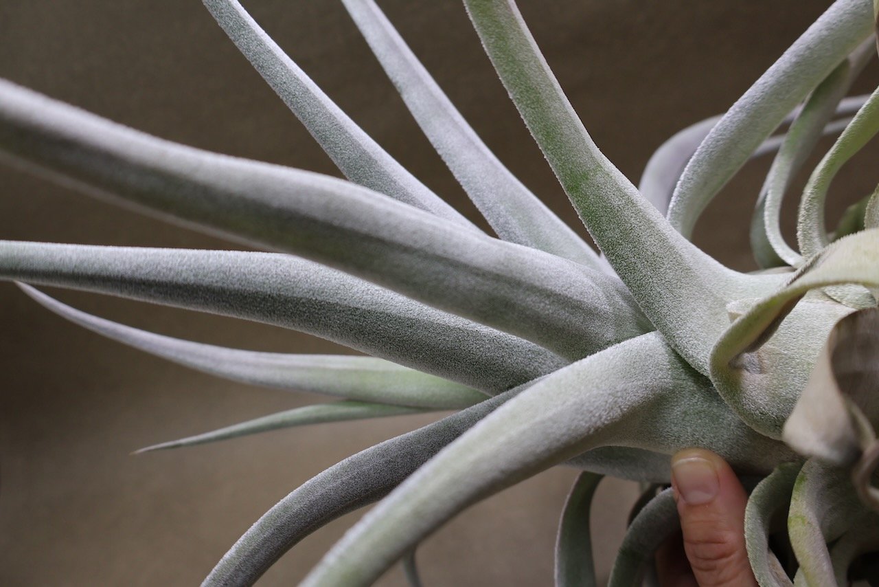 ベアコレアーレ（ストレプトフィラ x チアペンシス）05号 | air-plants