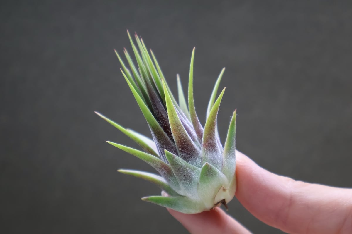 イオナンタ ストリクタ 07号 | air-plants TENGU-DO