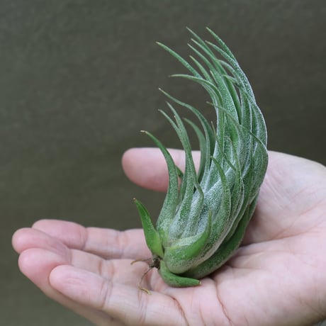 CATEGORY 品種名：I/J/K/L | air-plants TENGU-DO