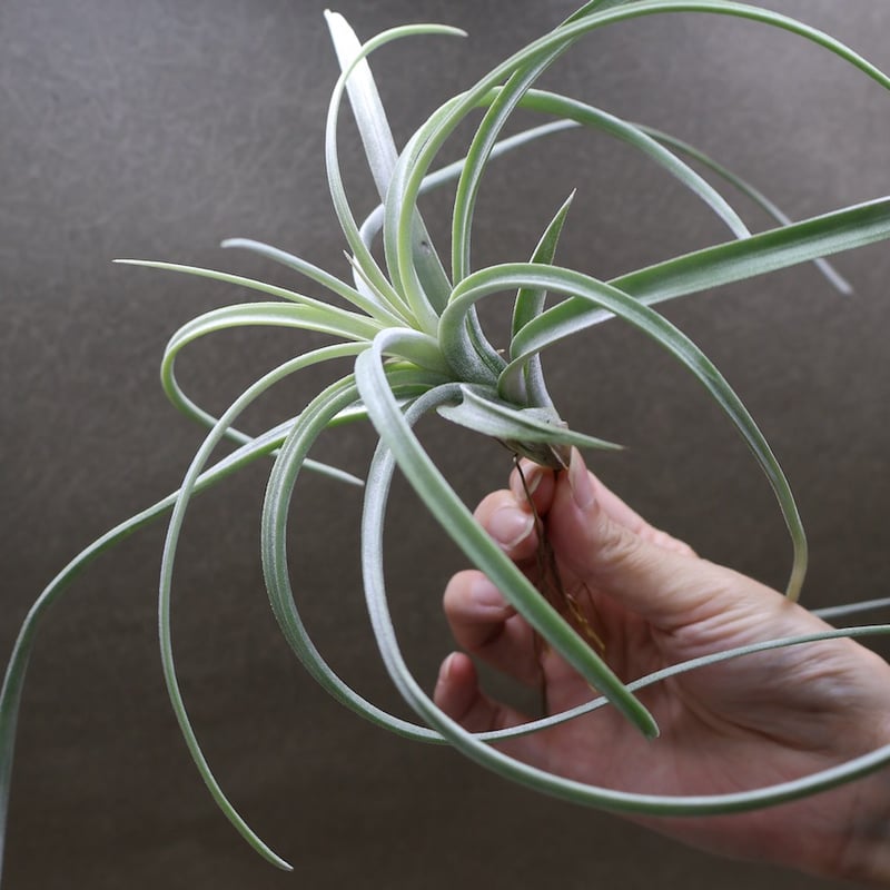 エクセルタ 16号 | air-plants TENGU-DO