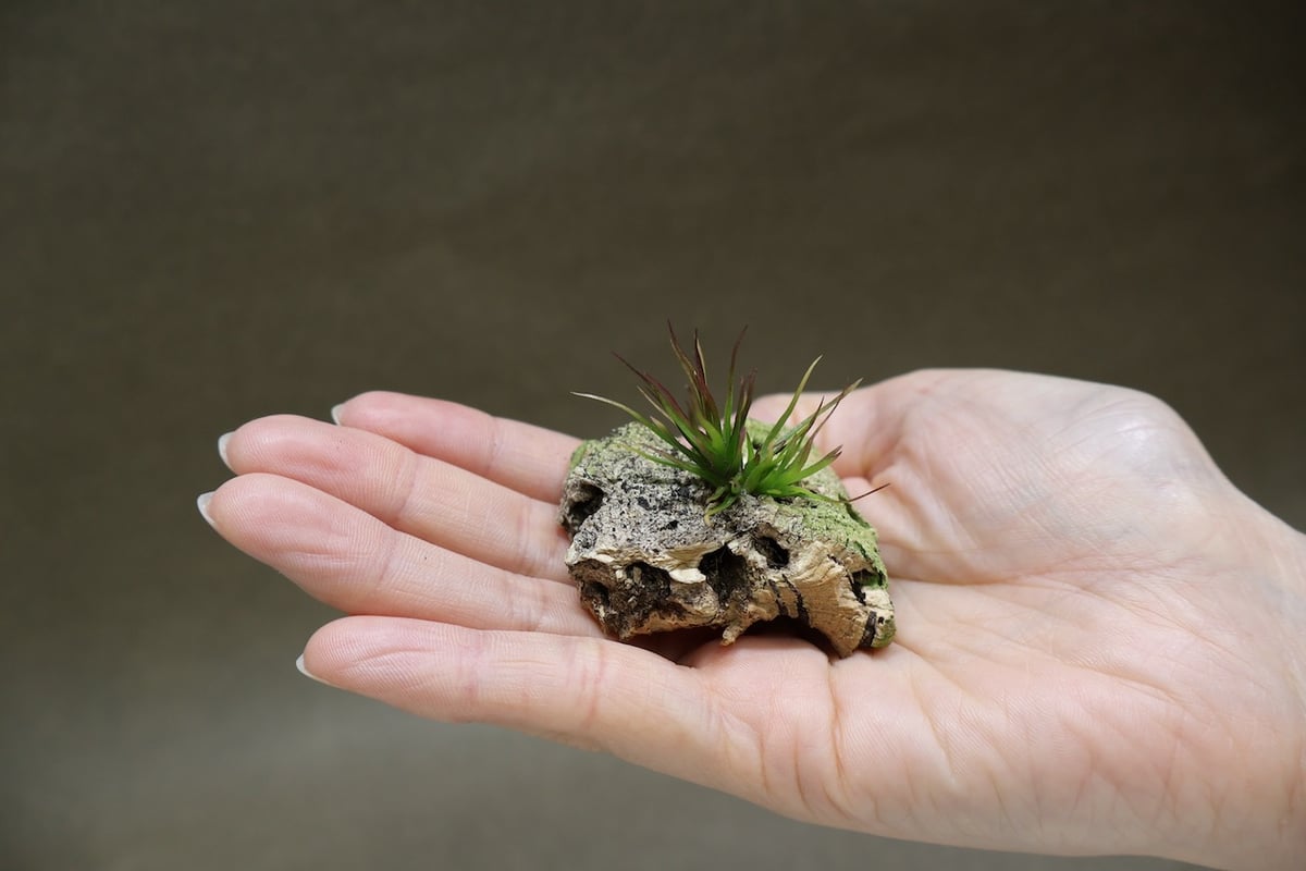 【みぃこどん】Tillandsia 4点セット イッツィービッツィー 39号 | air-plants TENGU-DO