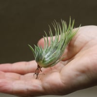 イオナンタ メキシカンゼブリナ 01号 | air-plants TENGU-DO