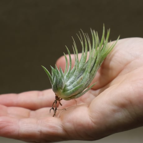 air-plants TENGU-DO