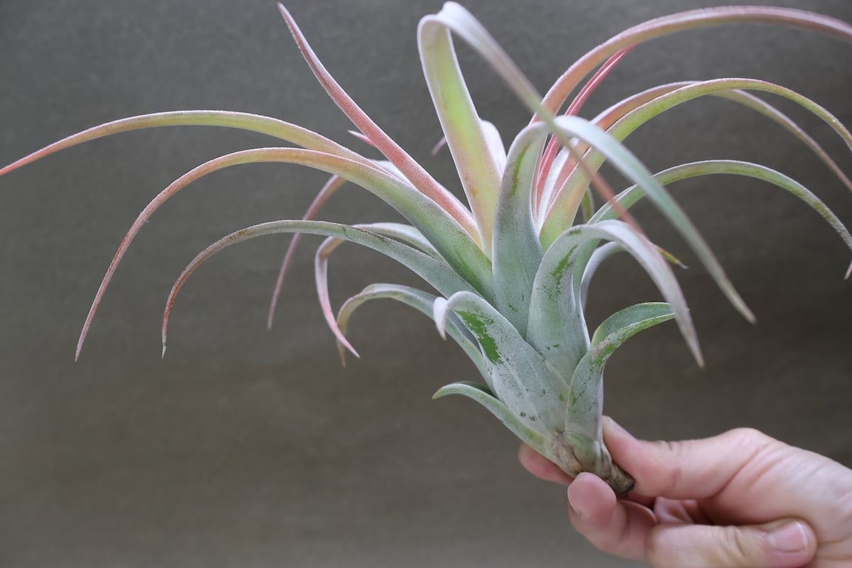 キセログラフィカ × イオナンタバンハイニンギー 05号 | air-plants