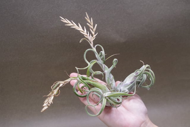 s*a様 T.caput-medusae 'Sonoran ' x T. fit=scale-down,w=1200