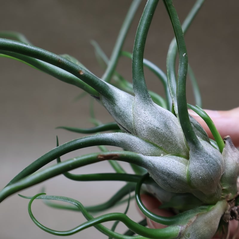 ブルボーサ クランプ 28号 | air-plants TENGU-DO