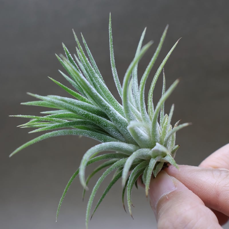 イオナンタ アルビノ 31号 | air-plants TENGU-DO