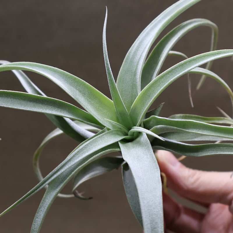 超希少❗️交配種❗️チランジア　メアリーZ チアペンシス×ローランドゴッセリーニ✨ 超希少❗️交配種❗️チランジア メアリーZ チアペンシス×ローランド