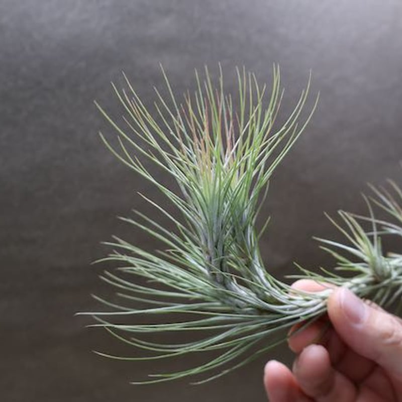 特大 チランジア フンキアナ クランプ エアープランツ ティランジア フンキアナ クランプ ④「Tillandsia funckiana