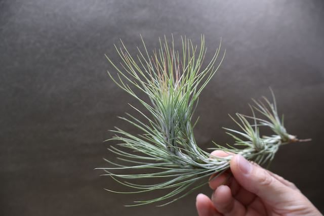 フンキアナ クランプ 27号 | air-plants TENGU-DO