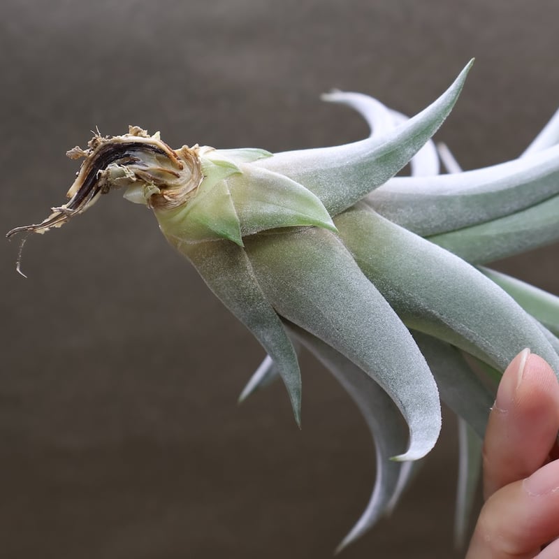 コレアレイ （ ファシクラータ × ホンジュレンシス ） 08号 | air