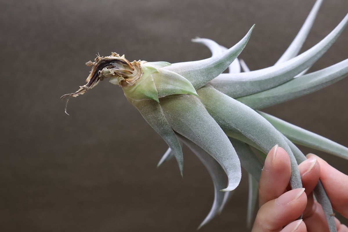 コレアレイ （ ファシクラータ × ホンジュレンシス ） 08号 | air