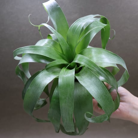 CATEGORY 品種名：M/N/O/P | air-plants TENGU-DO