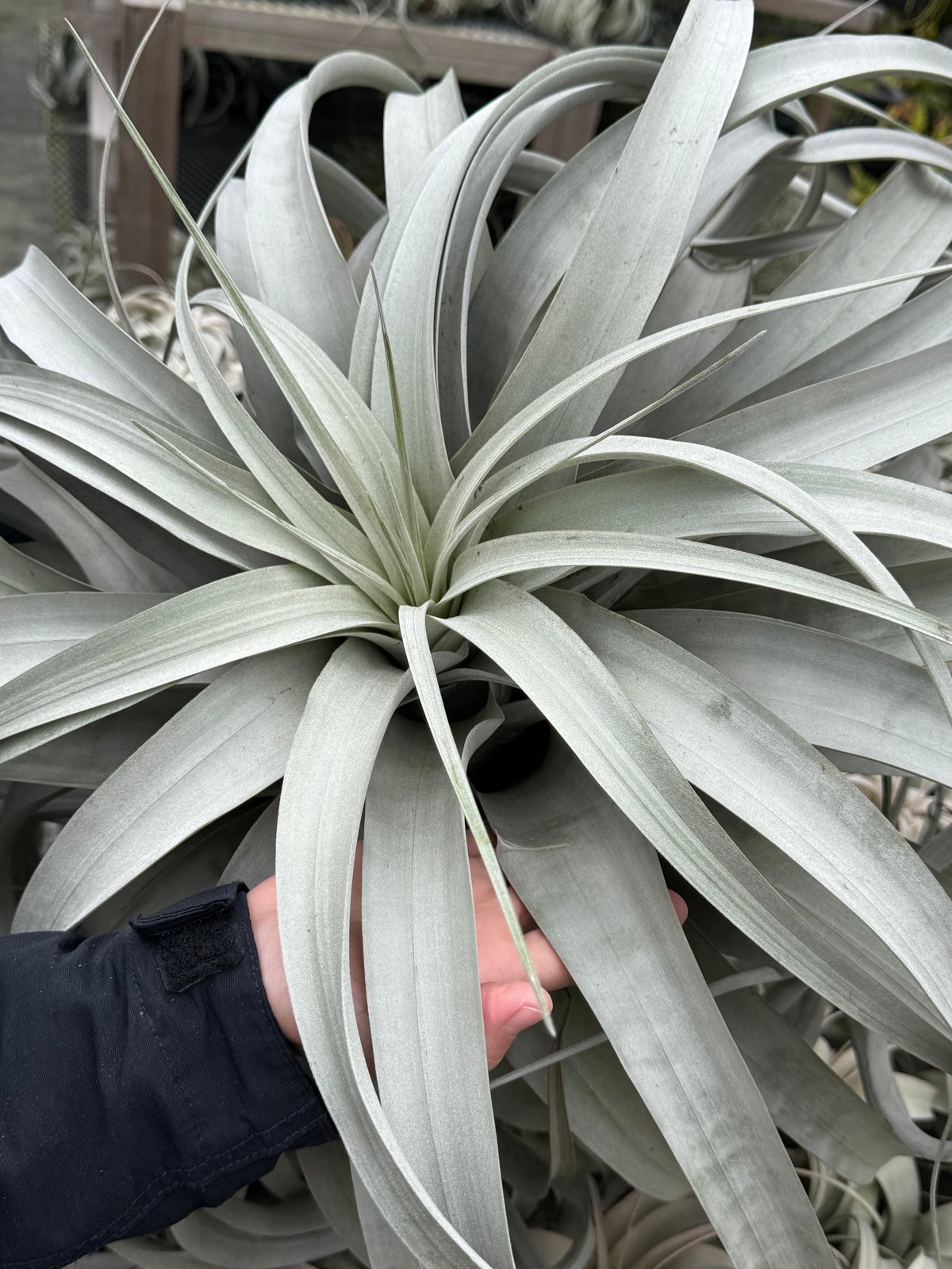 エアプランツ チランジアの王様 キセログラフィカ (くるくる