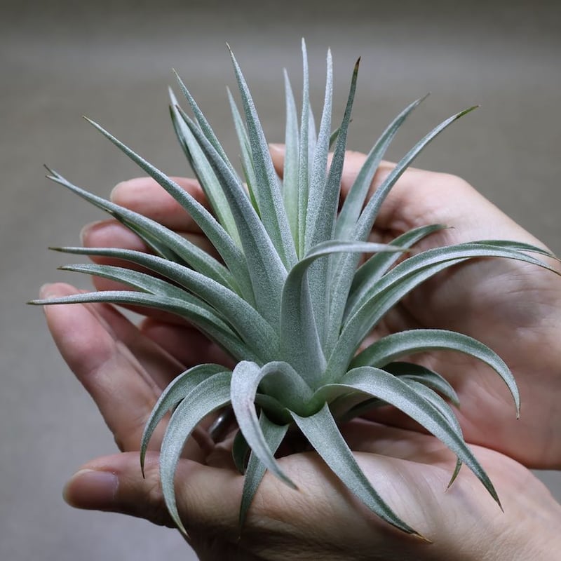 コマラパエンシス 13号 | air-plants TENGU-DO