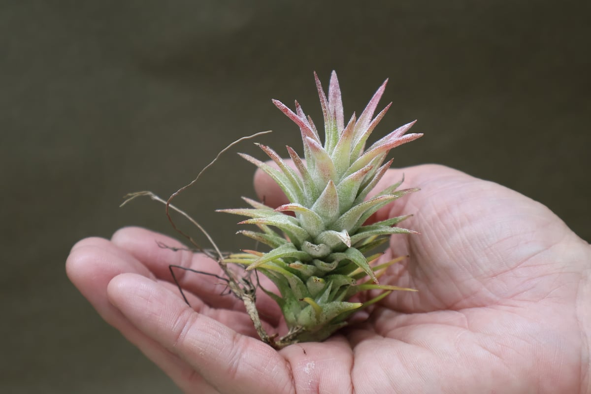 Ionantha vanhyningii 斑入り イオナンタ バンハイニンギー 現品) チランジア イオナンタ バンハイニンギー 斑入り (No