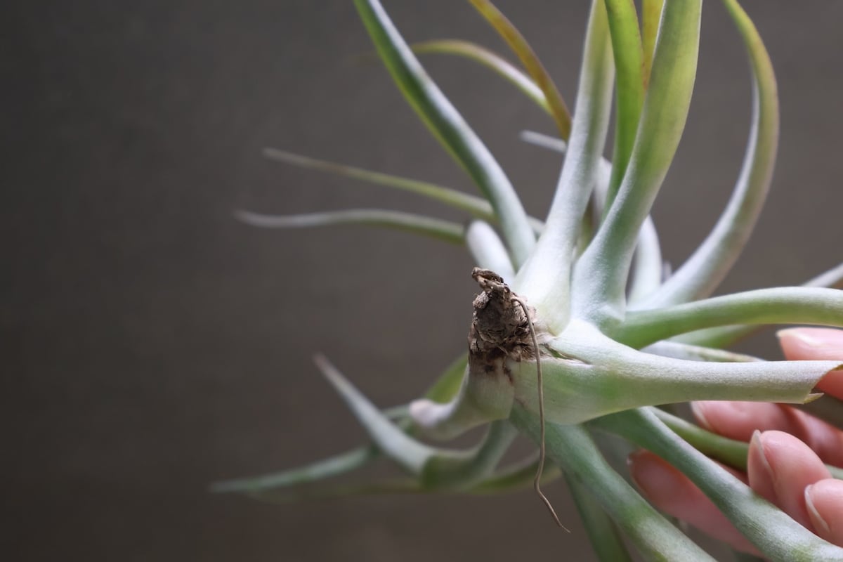 ブラキカウロス タイフーン Sサイズ 24号 | air-plants TENGU-DO