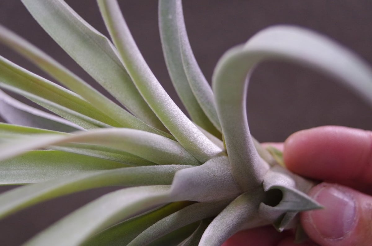 カピタータ ピーチ 01号 | air-plants TENGU-DO