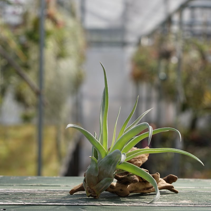 スタッフ特選】ストレプトフィラ 子株 B号 | air-plants TENGU-DO