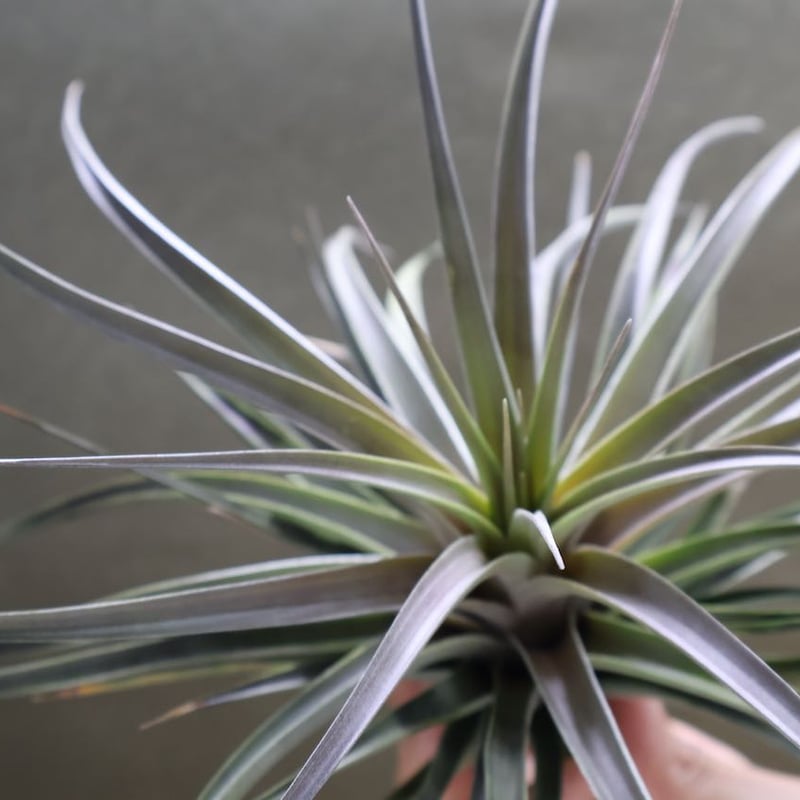 ヴェルニコーサ／べルニコーサ 20号 | air-plants TENGU-DO