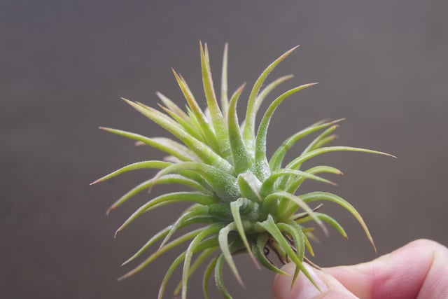 イオナンタ メキシカンゼブリナ 01号 | air-plants TENGU-DO