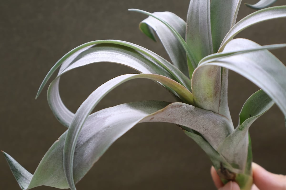 ココナッツグローブ（ チアペンシス × カピタータレッド ) 14号 | air