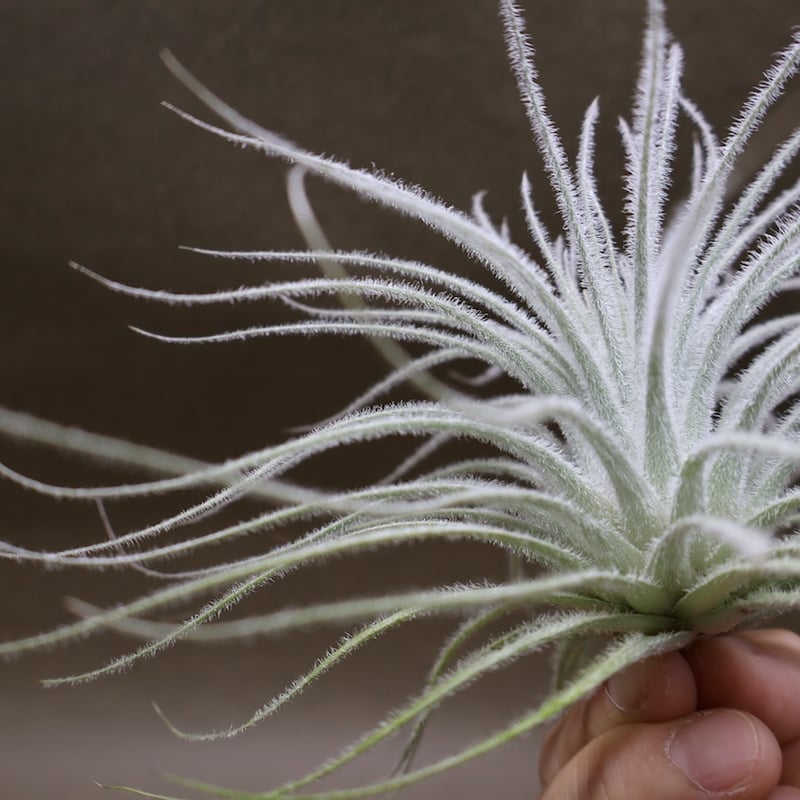 テクトラム Lサイズ19号 | air-plants TENGU-DO