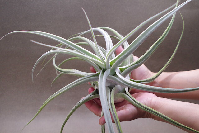 チランジア エーレルシアナ ② 特大 エーレルシアナ 特大サイズ 01号 | air-plants TENGU-DO