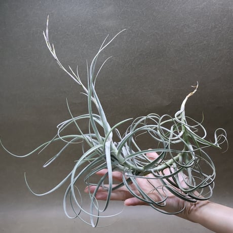 CATEGORY 品種名：U/V/W/X/Y/Z | air-plants TENGU-DO