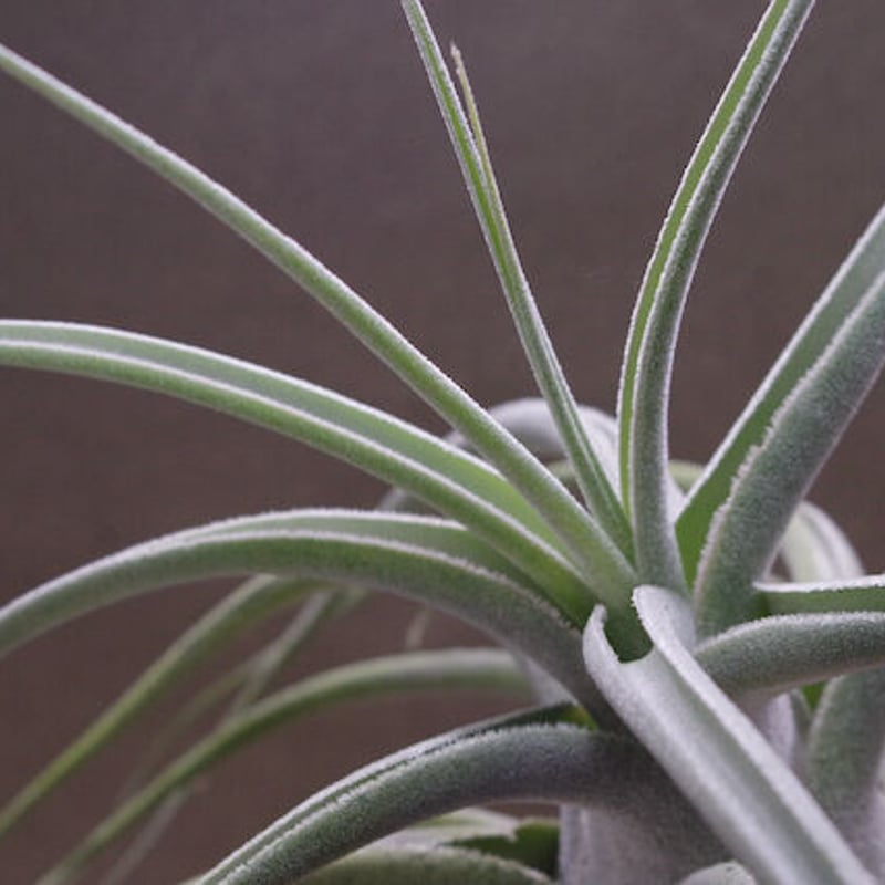 エーレルシアナ 特大サイズ 01号 | air-plants TENGU-DO