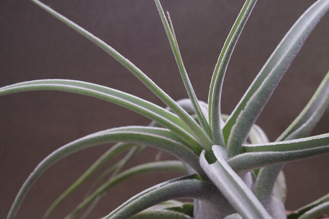 エーレルシアナ 特大サイズ 01号 | air-plants TENGU-DO