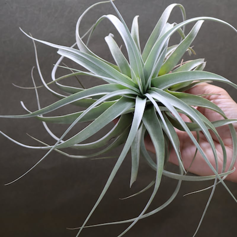 キセログラフィカ コロンビアフォーム 45号 | air-plants TENGU-DO