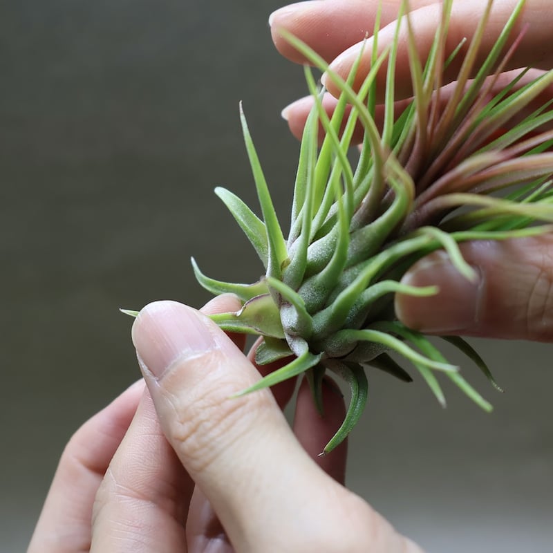 イオナンタ ロシータ ジャイアントクローン 03号 | air-plants