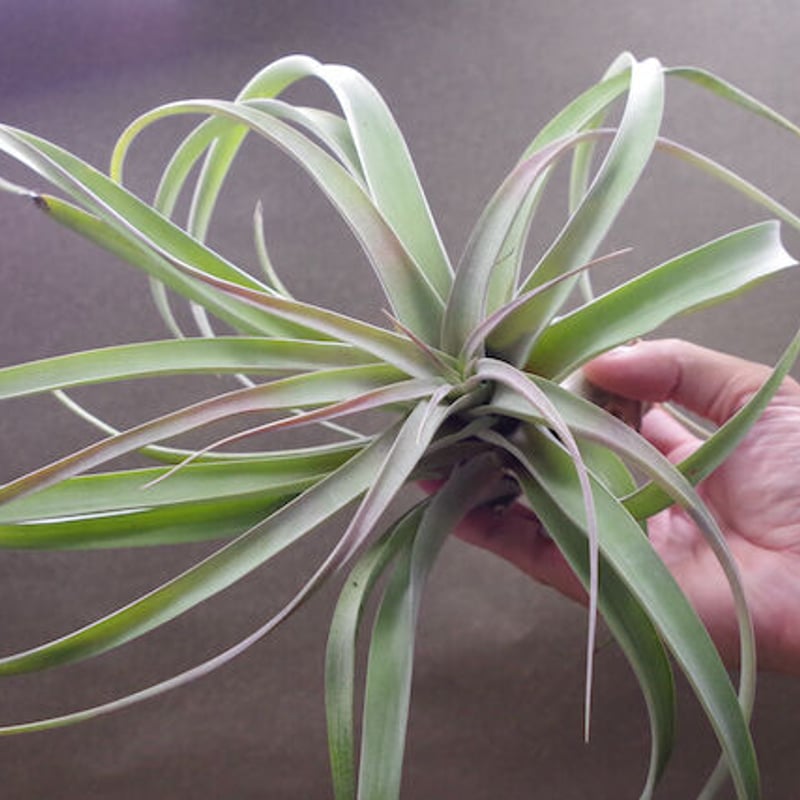 ブラキカウロス × キセログラフィカ XL 13号 | air-plants TENGU-DO