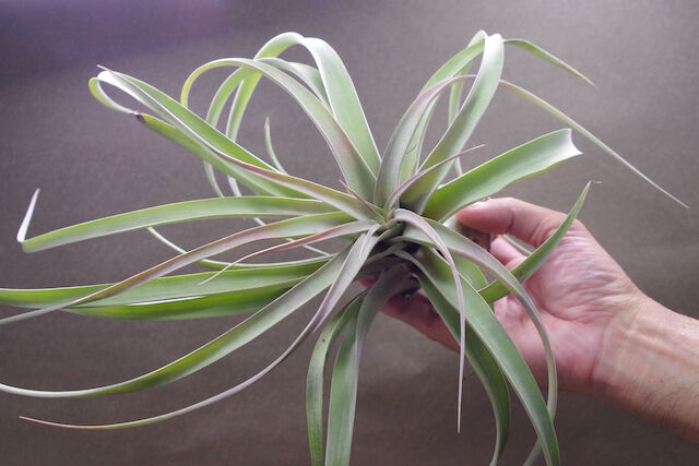 ブラキカウロス × キセログラフィカ XL 13号 | air-plants TENGU-DO